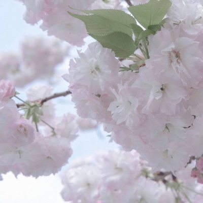 兽设比例设计入门福瑞群